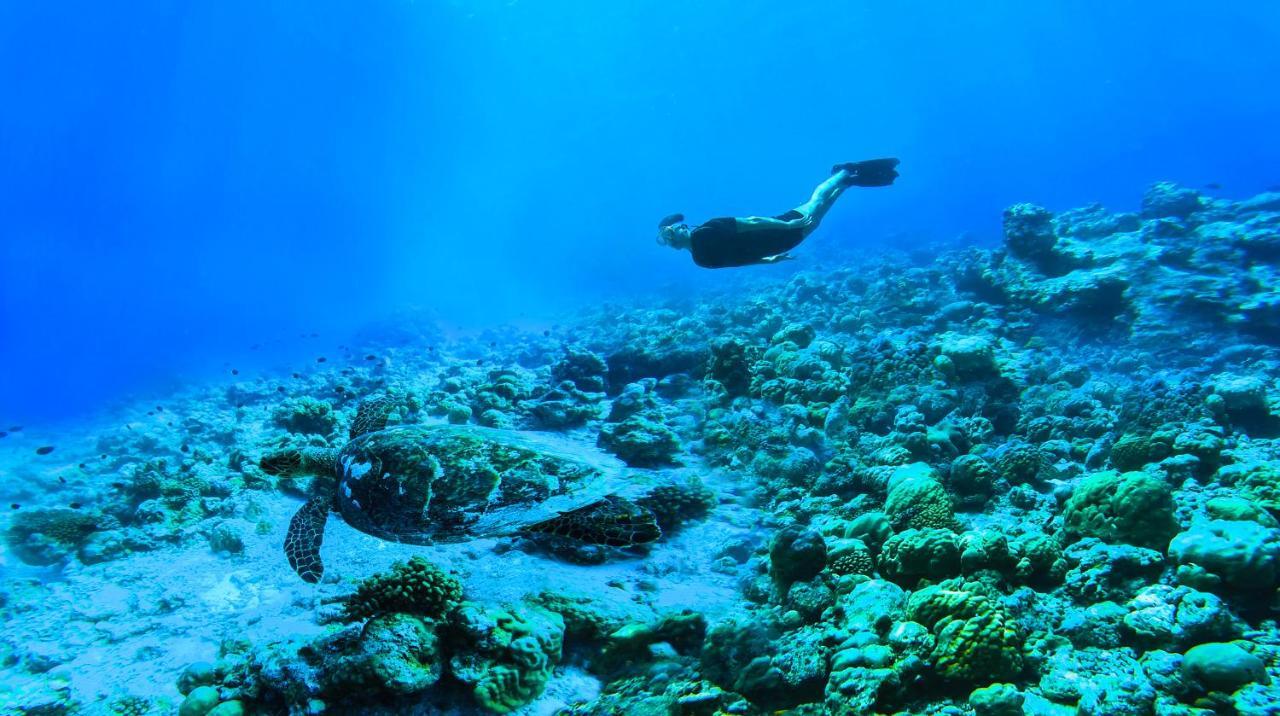 The Standard, Huruvalhi Maldives (Adults Only) Meedhoo  Ngoại thất bức ảnh A free diver in the Red Sea